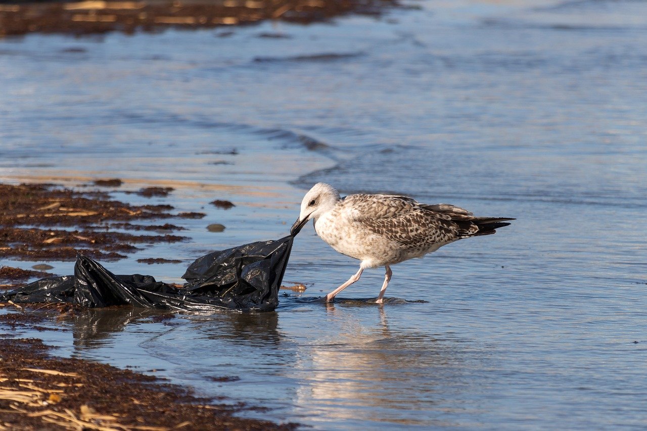 Japan's Groundbreaking Eco-Friendly Plastic: A Game Changer for the Environment 